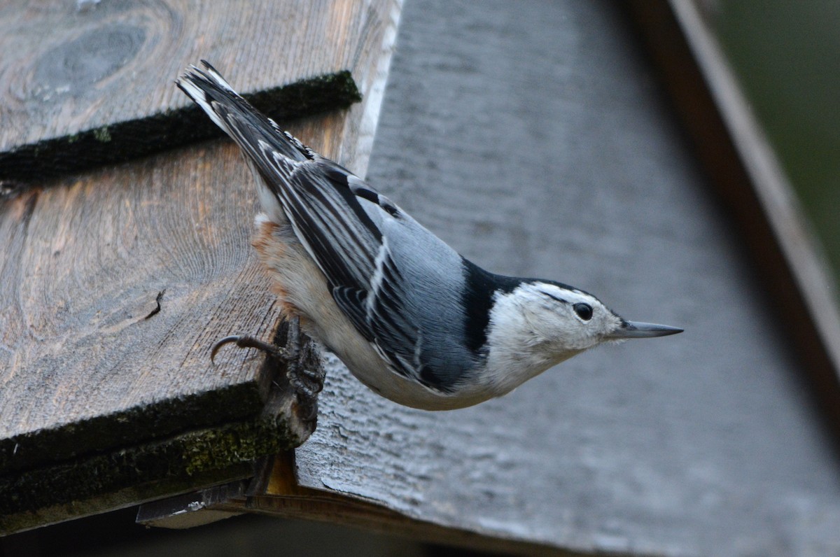 White-breasted Nuthatch - ML645382997