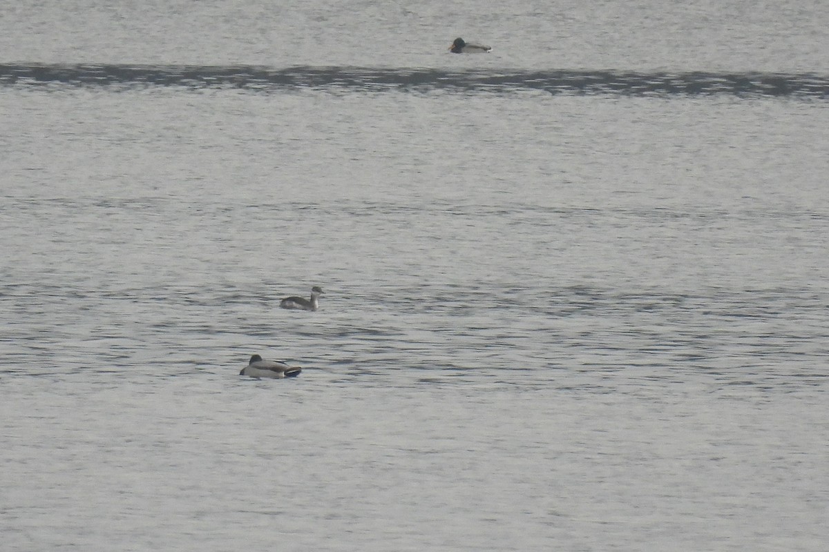 Horned Grebe - ML645382999