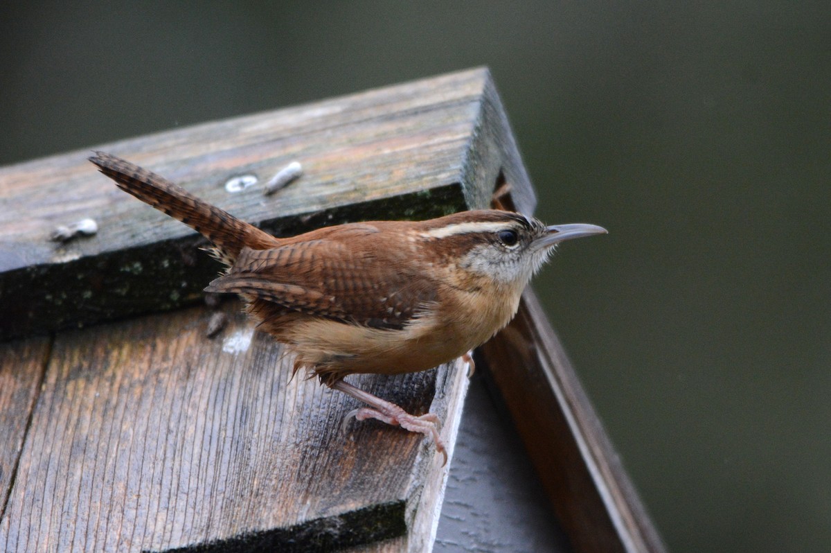 Carolina Wren - ML645383002