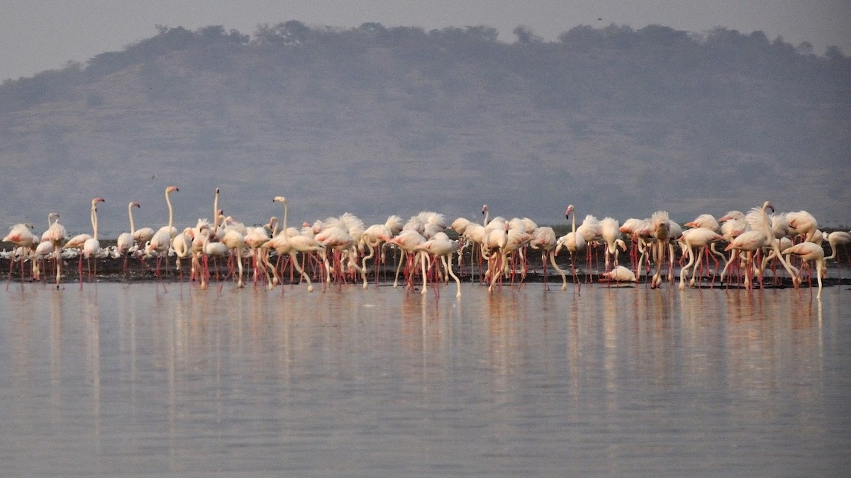Greater Flamingo - ML645383003
