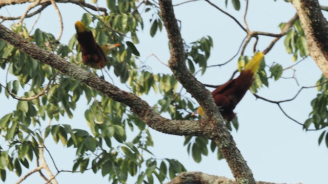 Конота зелена - ML645383007