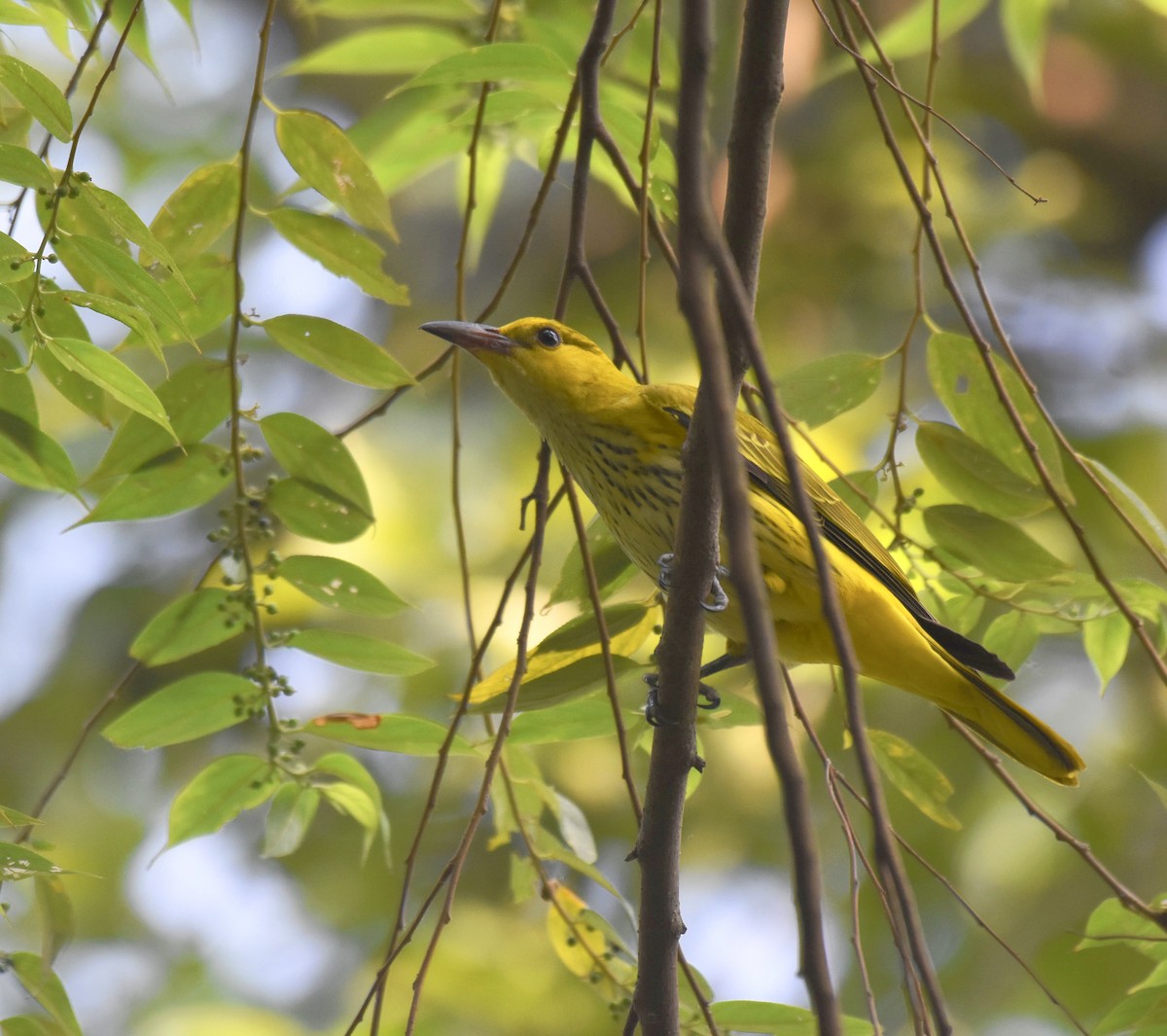 Black-naped Oriole - ML645383008