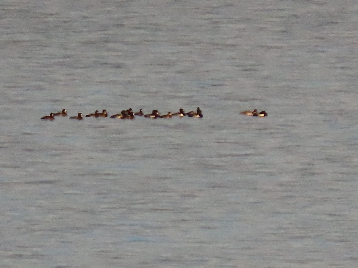 Lesser Scaup - ML645383009