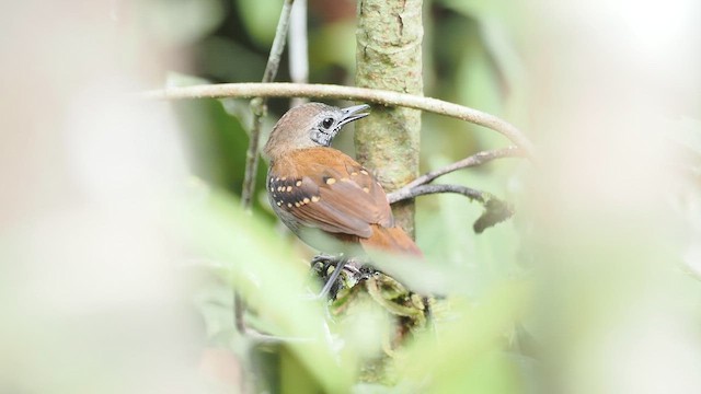 Покривник сірочеревий - ML645383011