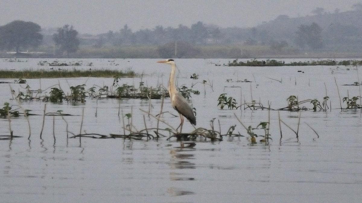 Gray Heron - ML645383012