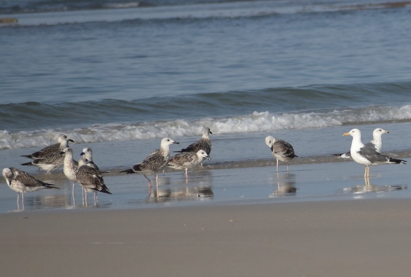 Lesser Black-backed Gull - ML645383015