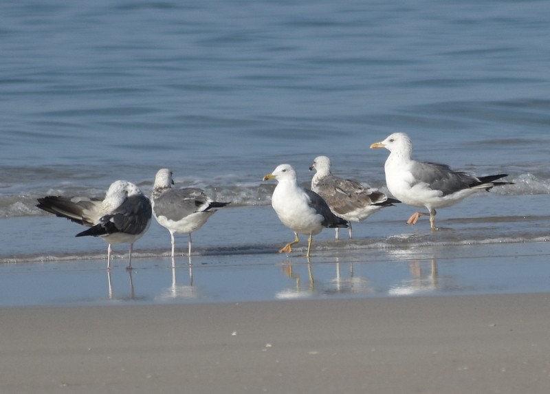 Lesser Black-backed Gull - ML645383016