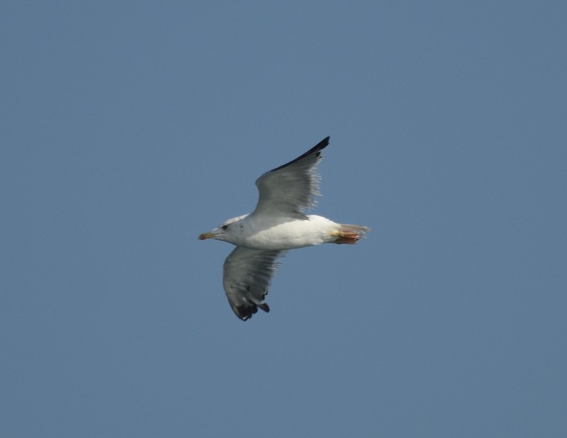 Lesser Black-backed Gull - ML645383017