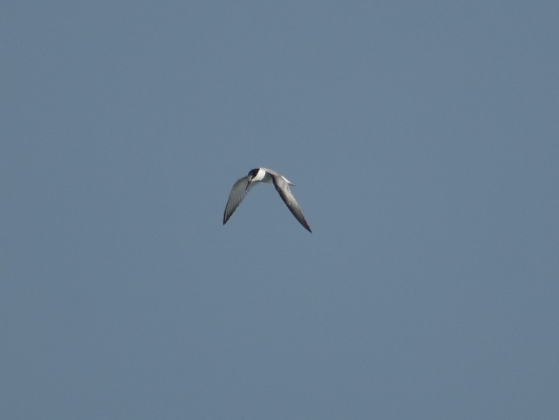 Little Tern - ML645383024