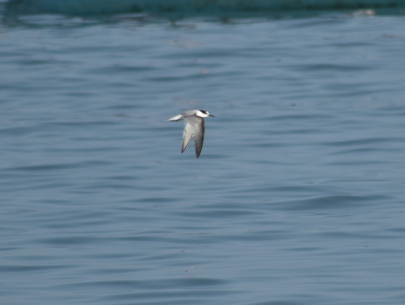 Little Tern - ML645383025