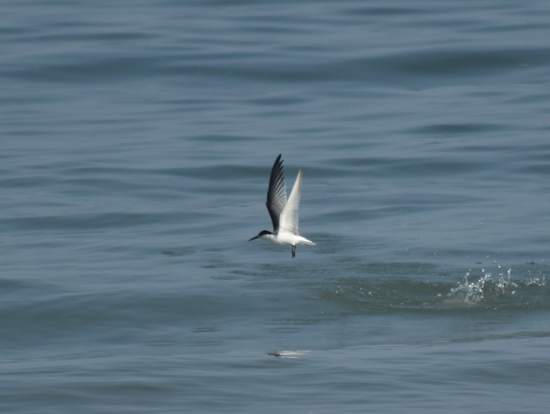 Little Tern - ML645383026