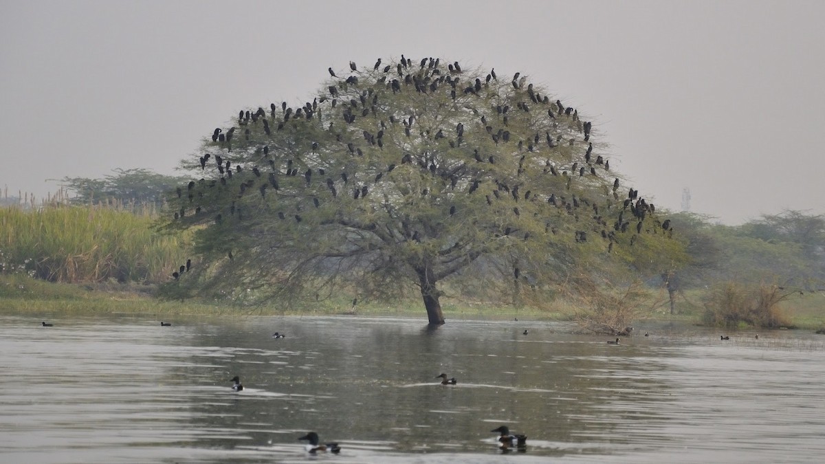 Little Cormorant - ML645383028