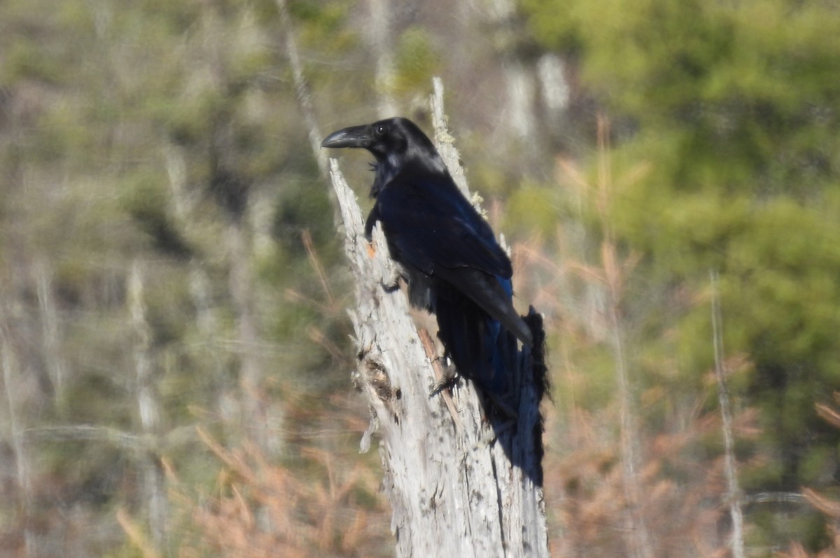 Хон хэрээ - ML645383031