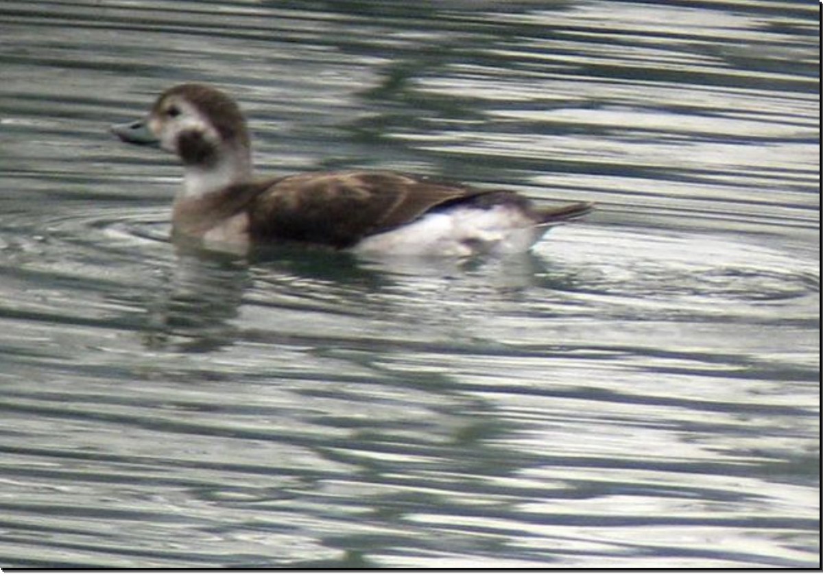 Long-tailed Duck - ML645383041