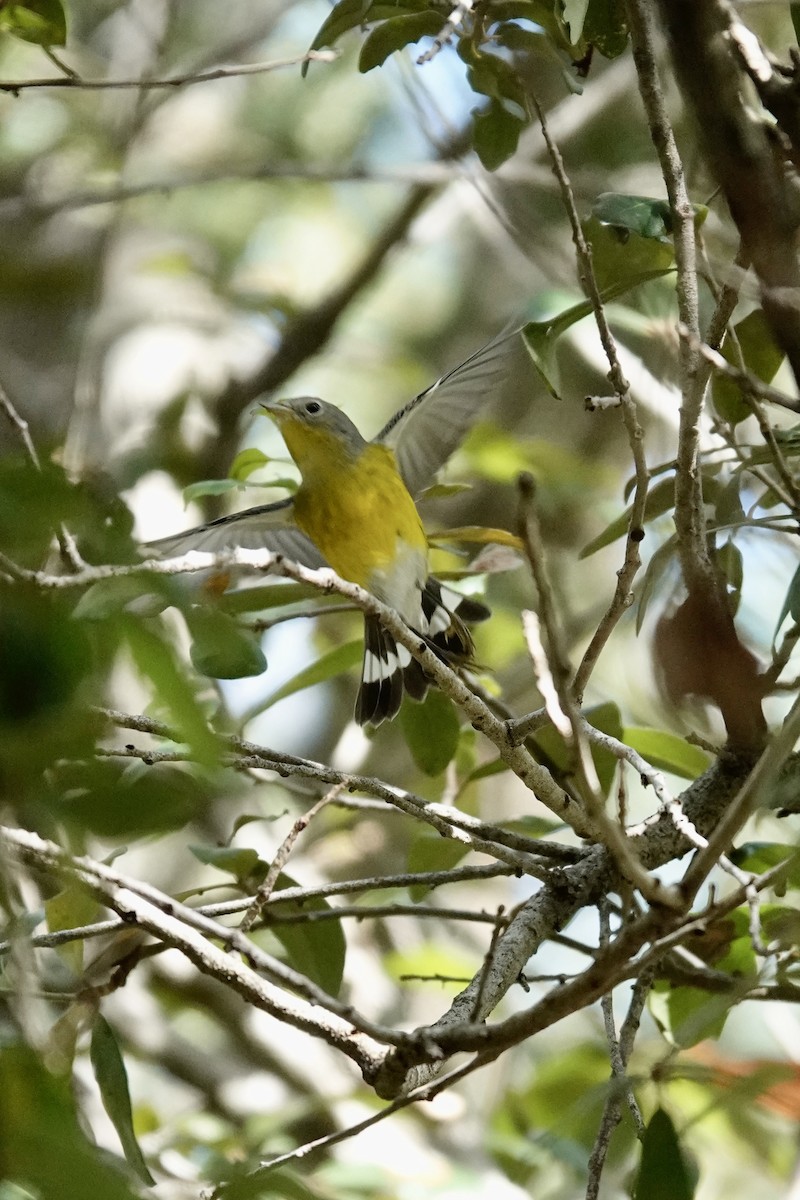 Magnolia Warbler - ML645383047