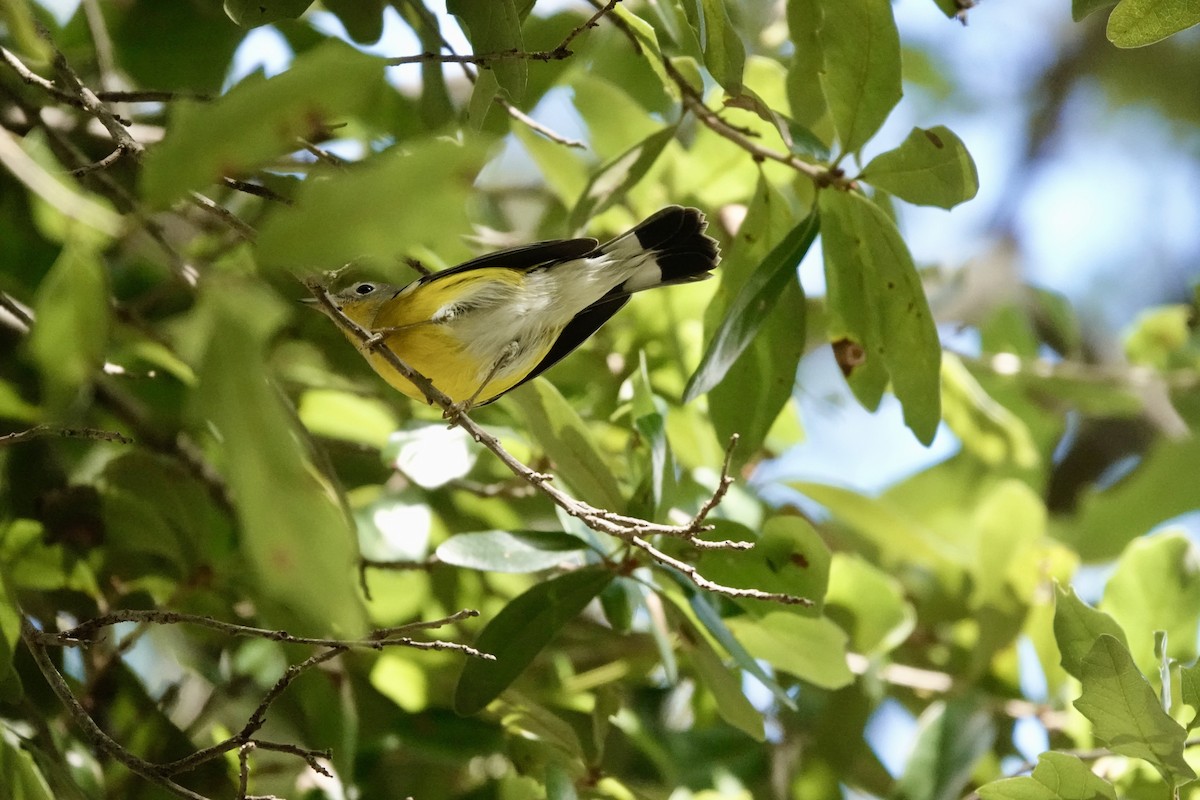 Magnolia Warbler - ML645383048