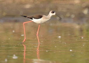 Little Stint - ML645383077