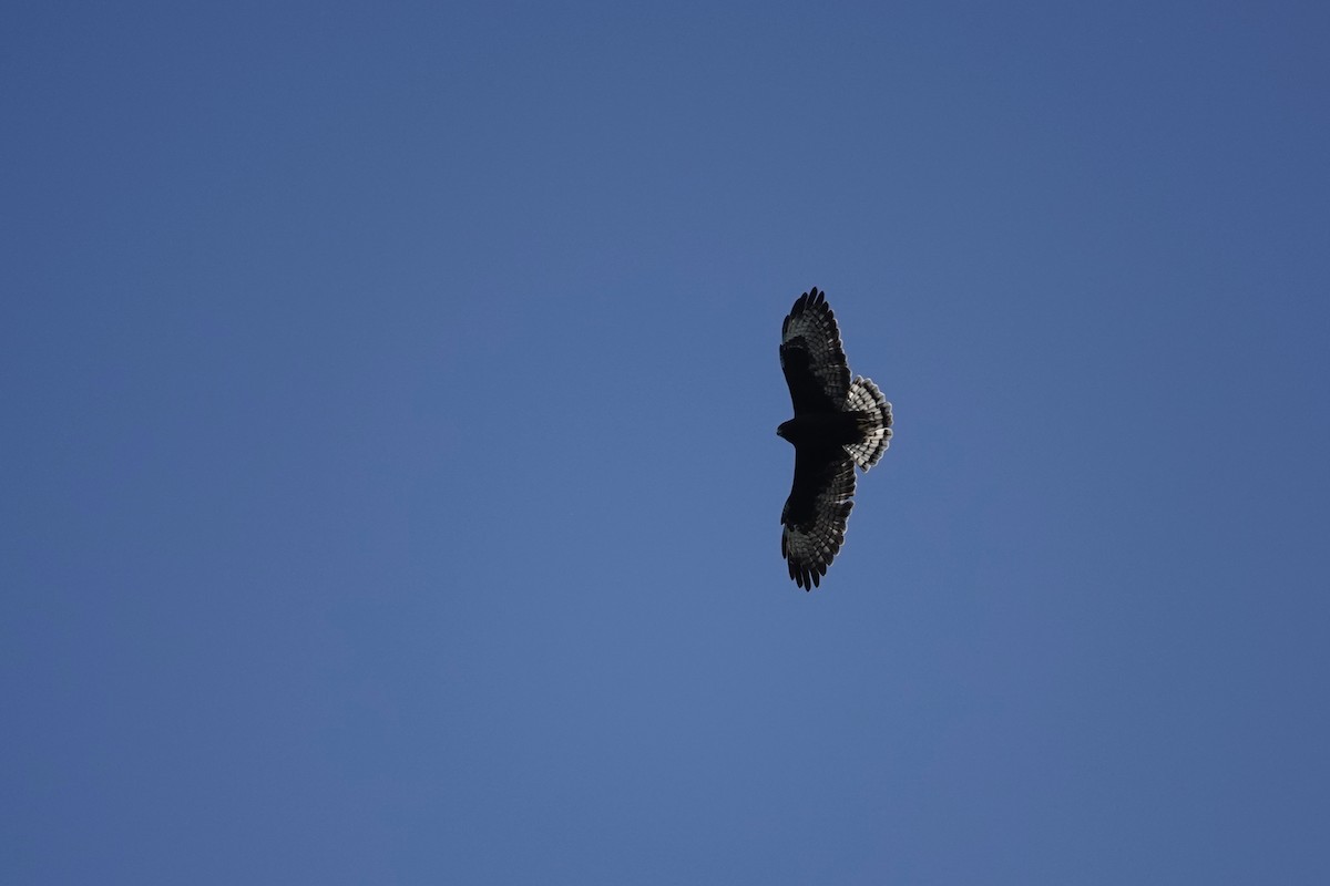 Short-tailed Hawk - ML645383079