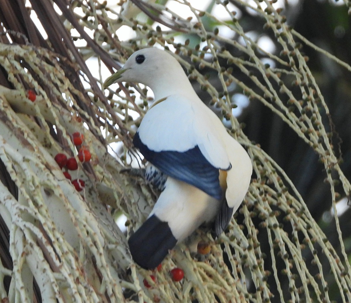 holub pobřežní - ML645383080