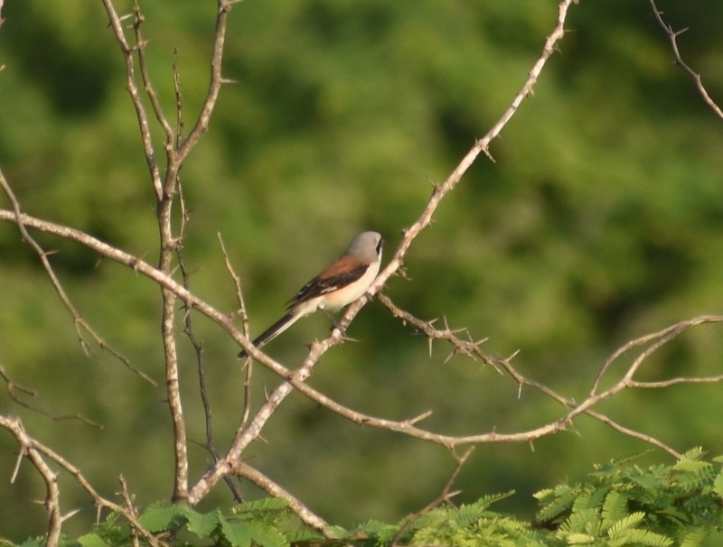 Bay-backed Shrike - ML645383083