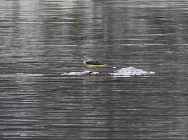 vintererle - ML645383086