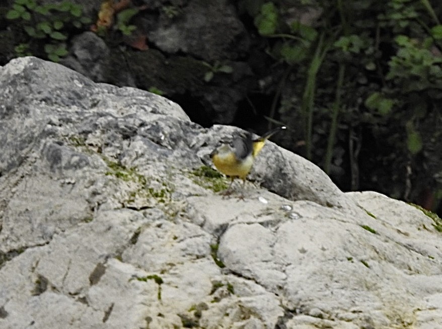 vintererle - ML645383087