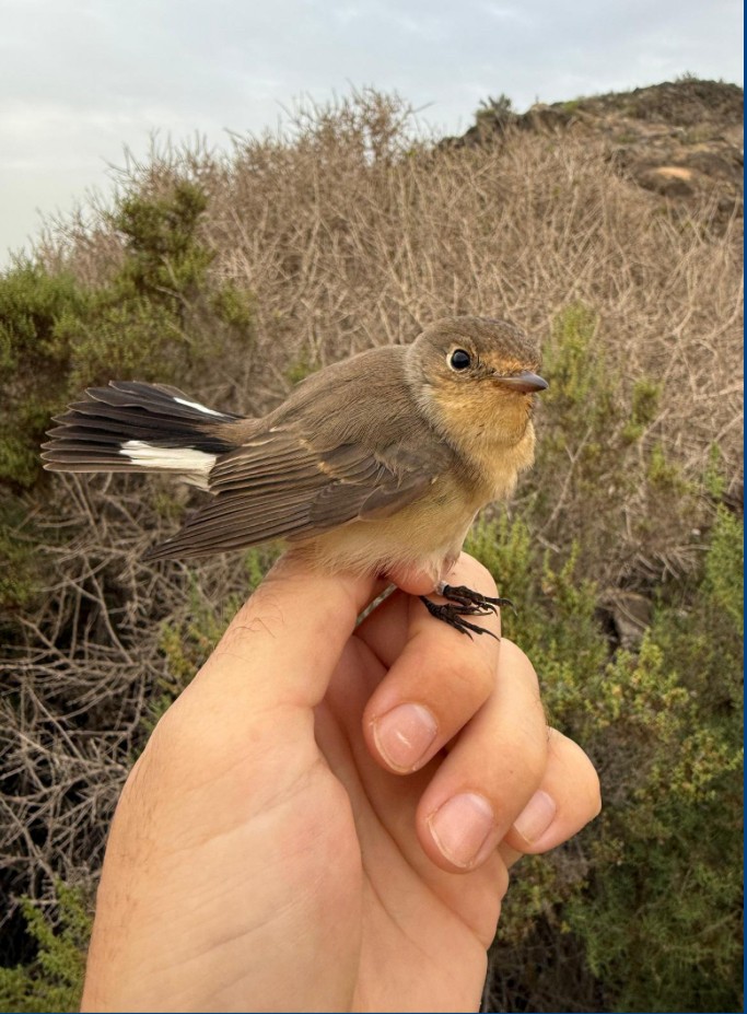 Red-breasted Flycatcher - ML645383091