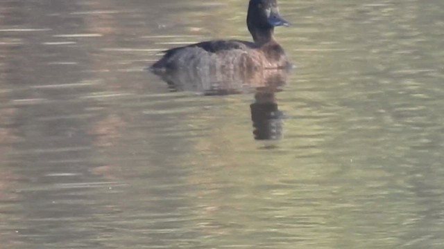 Чернь чубата - ML645383098