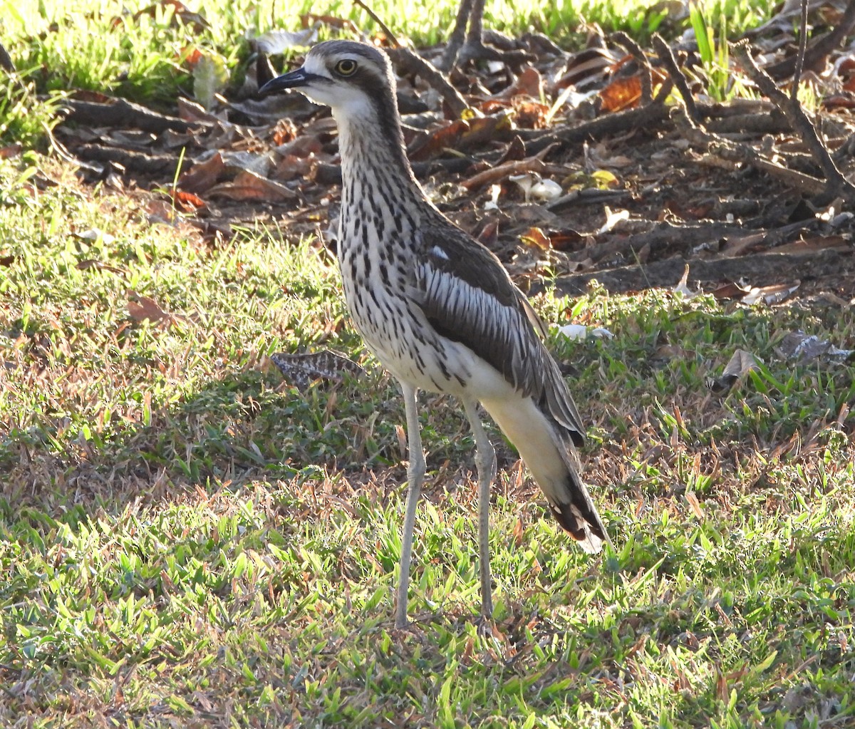 Bush Thick-knee - ML645383102