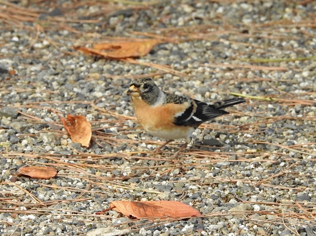 bjørkefink - ML645383103