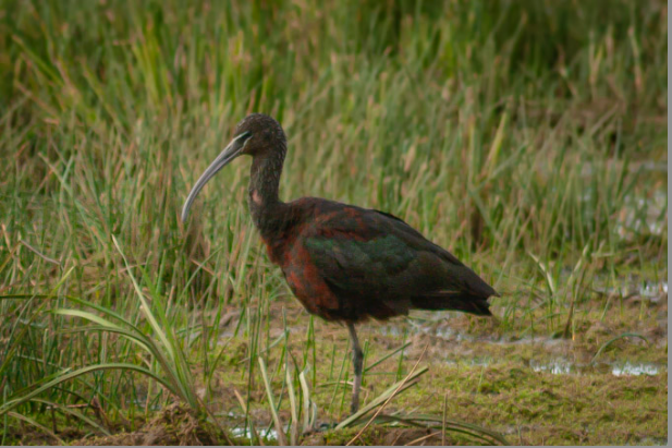 Glossy Ibis - ML645383110