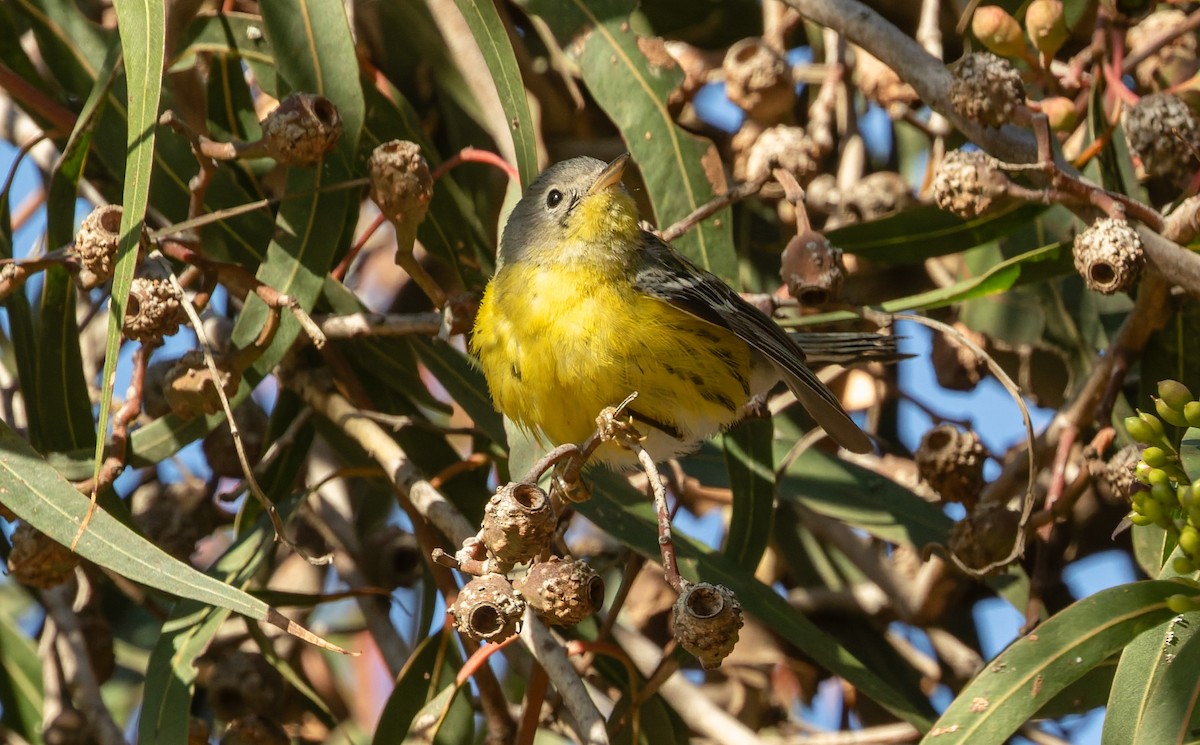 Reinita de Magnolia - ML645383111