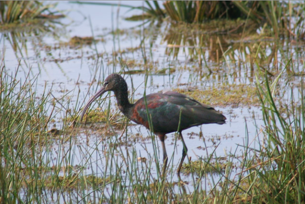 Glossy Ibis - ML645383116
