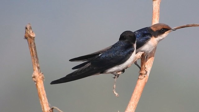 Ластівка ниткохвоста - ML645383118