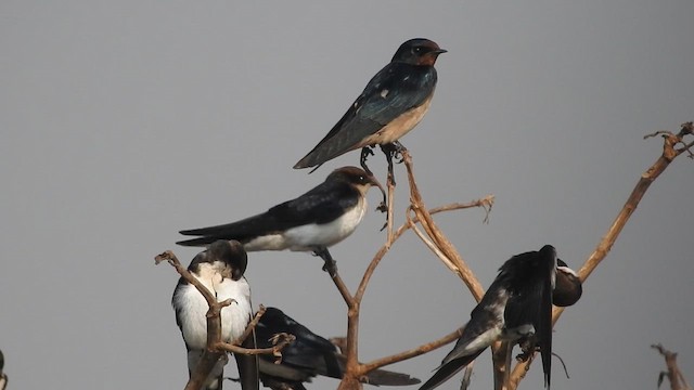 Ластівка ниткохвоста - ML645383119