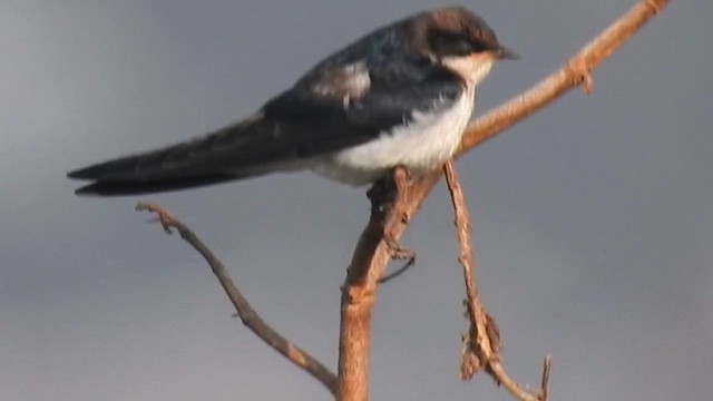 Ластівка ниткохвоста - ML645383120