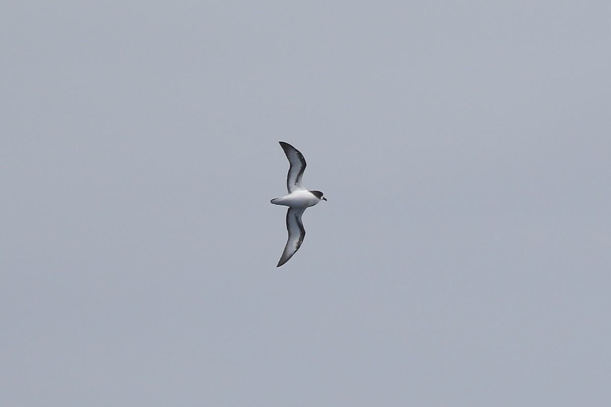 Gould's Petrel - ML645383123