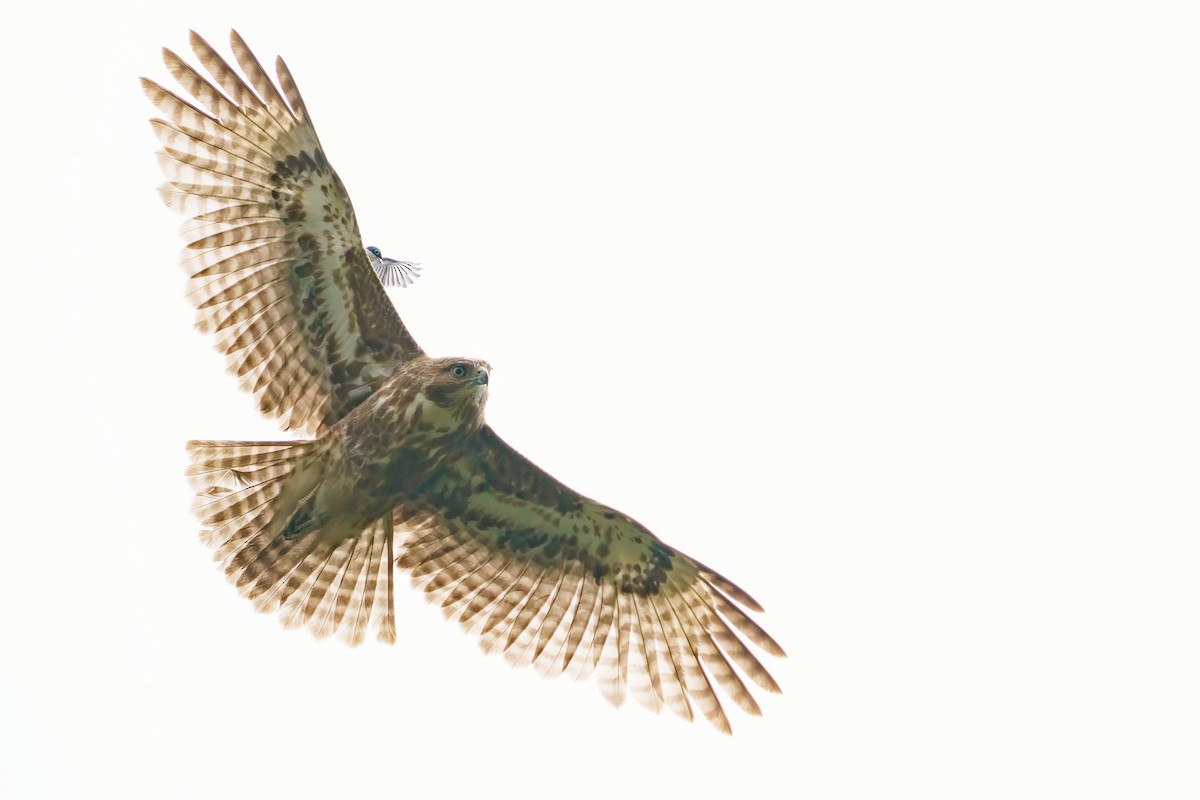 Ward's Vanga - ML645383153