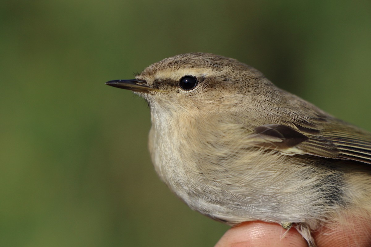 budníček menší (ssp. tristis) - ML645383159