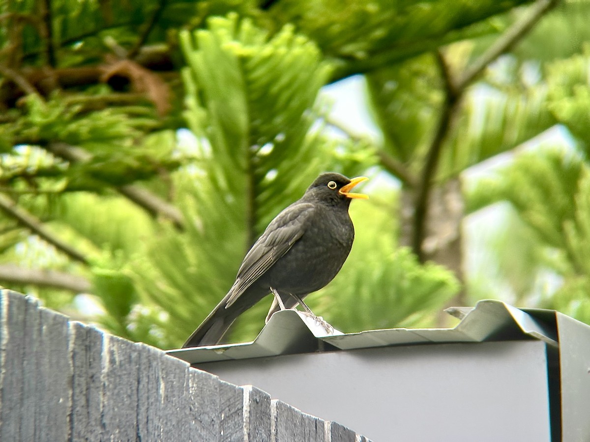 Eurasian Blackbird - ML645383173