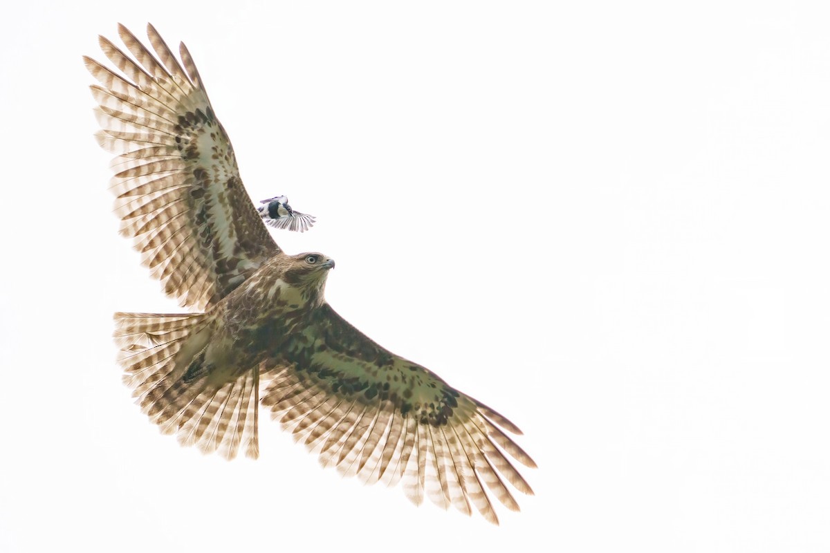 Ward's Vanga - ML645383176