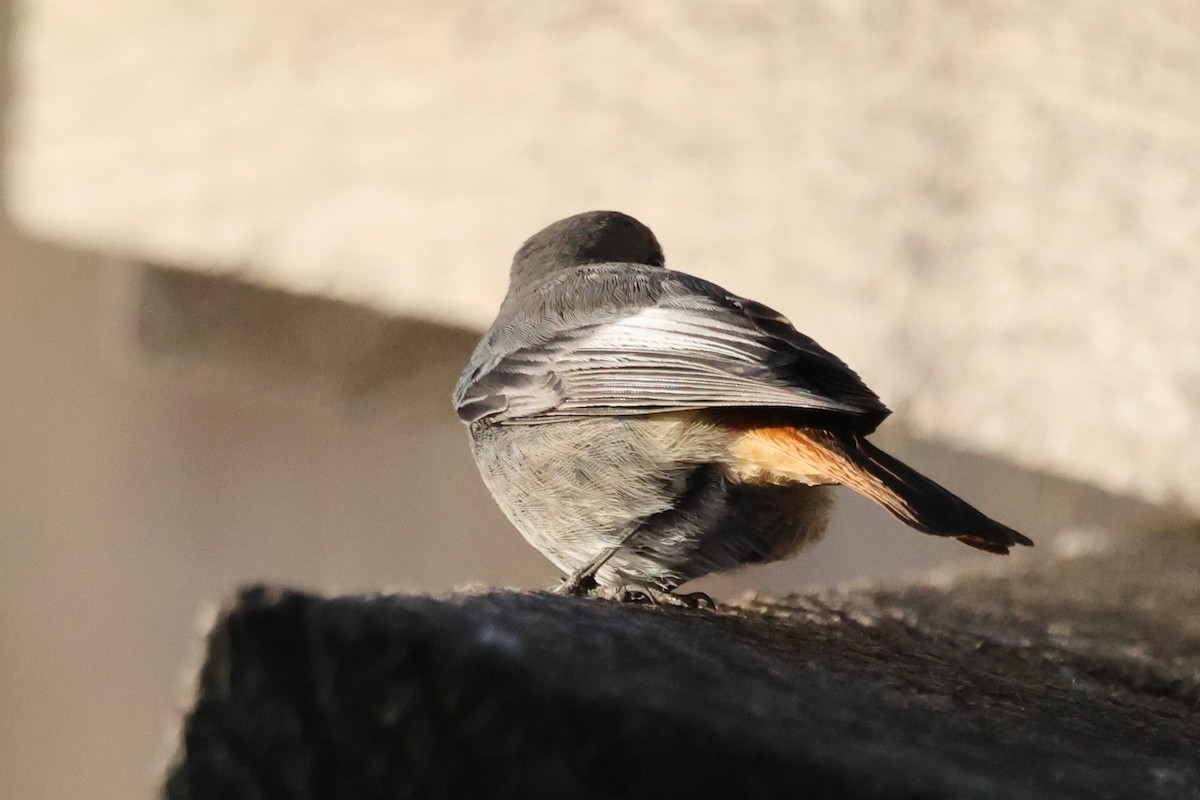 Black Redstart - ML645383179