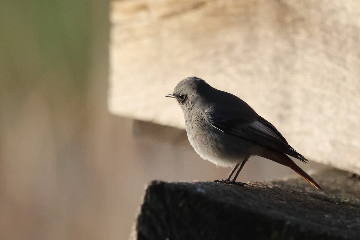 Black Redstart - ML645383180