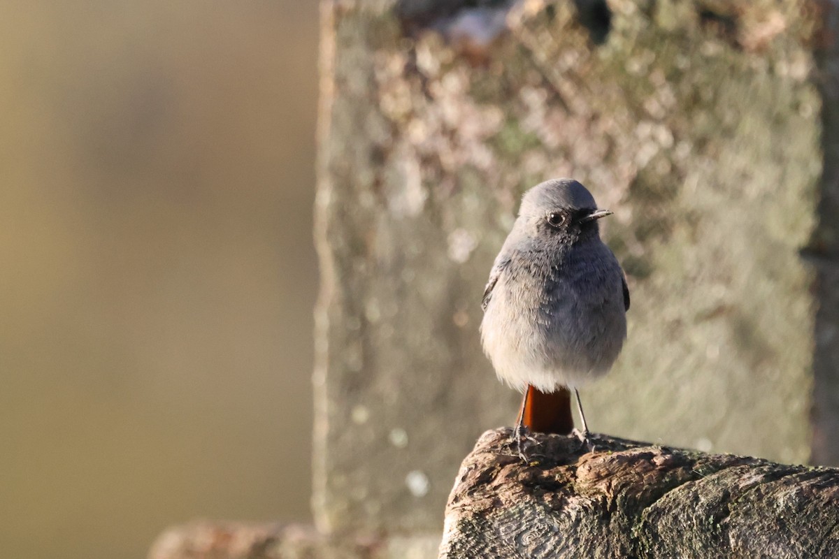 Black Redstart - ML645383181