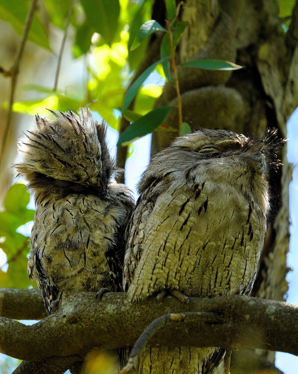 Tawny Frogmouth - ML645383182