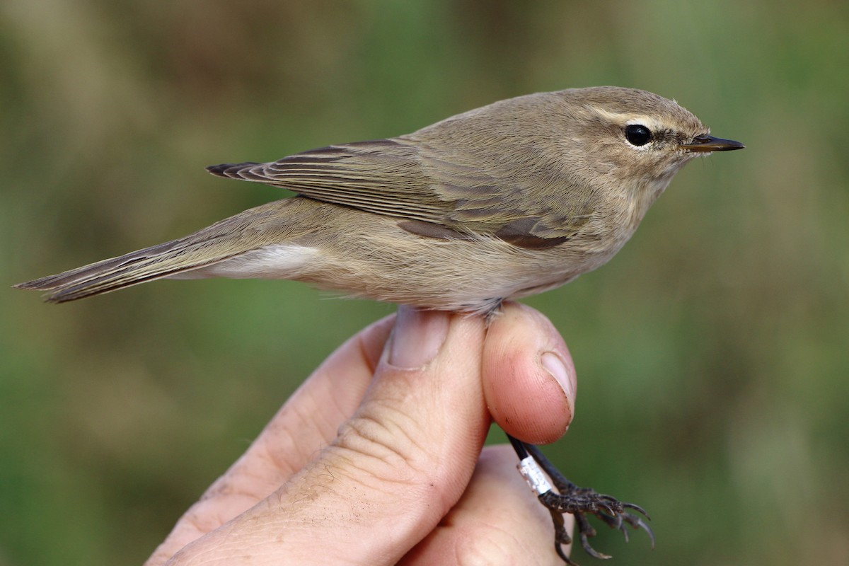 budníček menší (ssp. tristis) - ML645383185