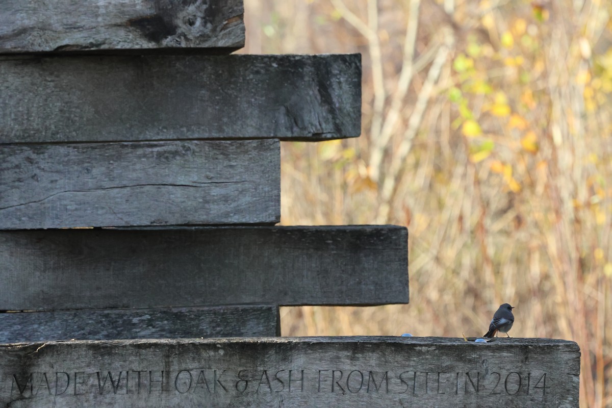 Black Redstart - ML645383189