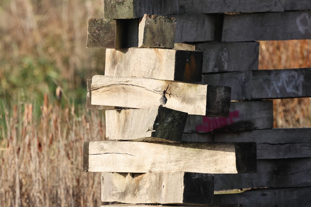 Black Redstart - ML645383190