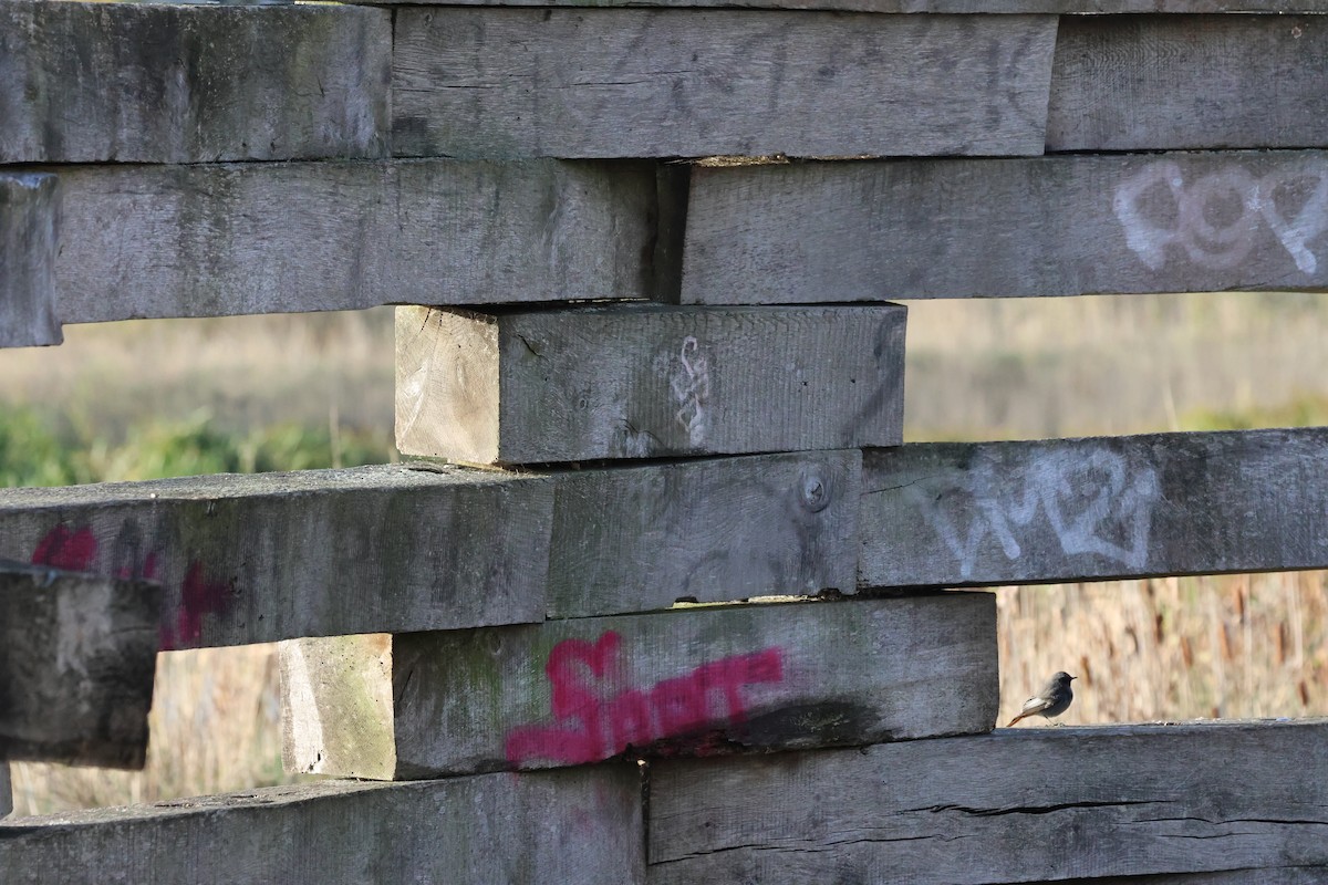 Black Redstart - ML645383191