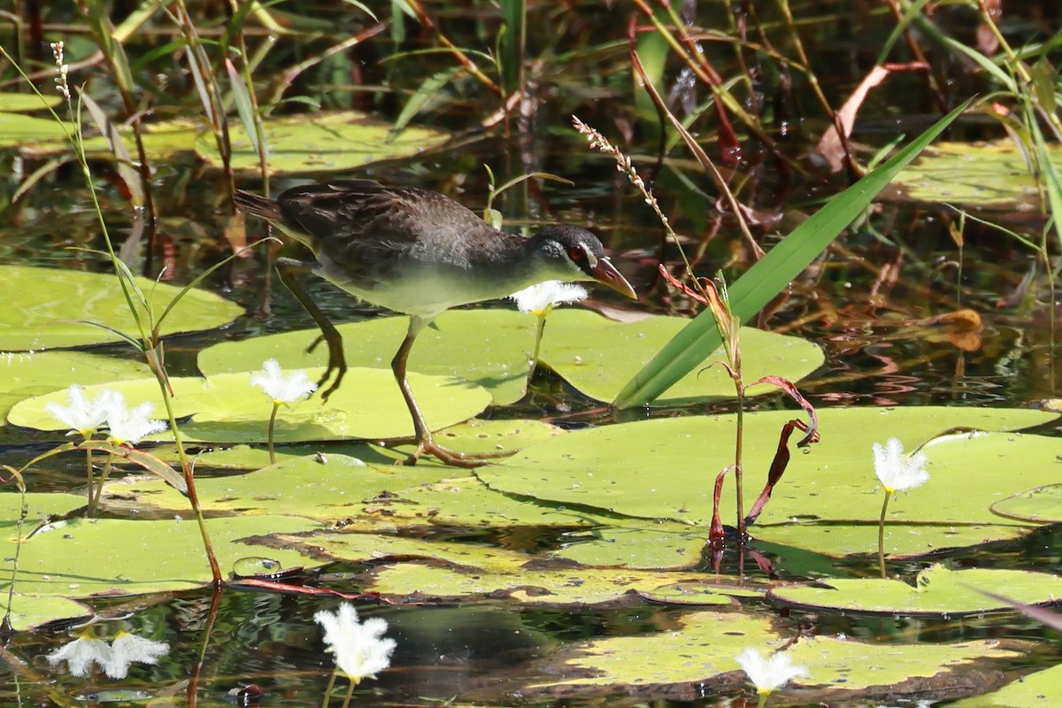 White-browed Crake - ML645383192